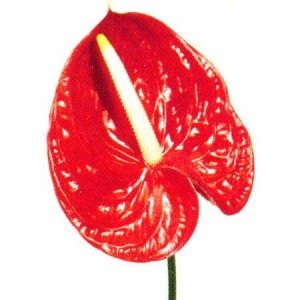 Flori de fericire de sex masculin (fericire) Floare de sex masculin fericire
