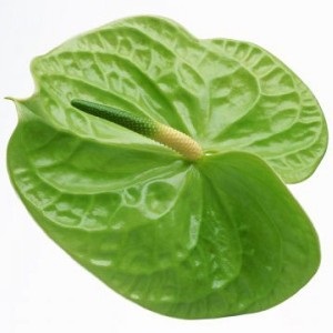 Flori de fericire de sex masculin (masculin) Floare de sex masculin fericire