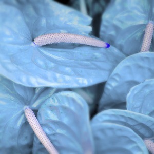 Fericirea de flori de sex masculin (floare anturium) Floare de sex masculin fericire
