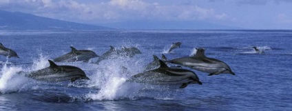 Descriere Dolphin (delfin foloseste coada) descriere Dolphin