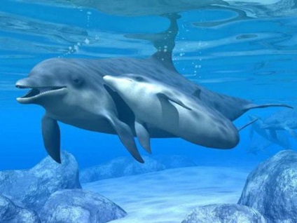 Descriere Dolphin (delfin) descriere Dolphin