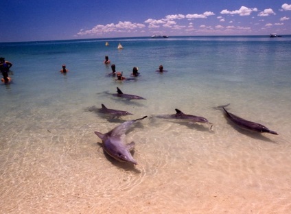 Terapia Dolphin, sau la plaja, care delfinii înoată până să se uite la oameni (înot) Terapia Dolphin, sau la plaja, care delfinii înoată până să se uite la oameni