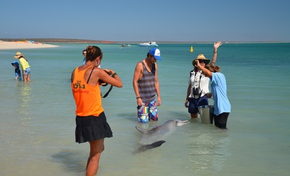 Terapia Dolphin, sau la plaja, care delfinii înoată până să se uite la oameni (delfin) Terapia Dolphin, sau la plaja, care delfinii înoată până să se uite la oameni