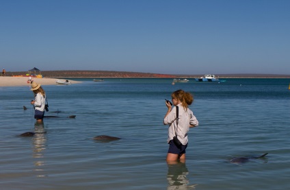 Terapia Dolphin, sau la plaja, care delfinii înoată până să se uite la oameni (înot) Terapia Dolphin, sau la plaja, care delfinii înoată până să se uite la oameni