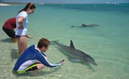 Terapia Dolphin, sau la plaja, care delfinii înoată până să se uite la oameni (delfini) Terapia Dolphin, sau la plaja, care delfinii înoată până să se uite la oameni
