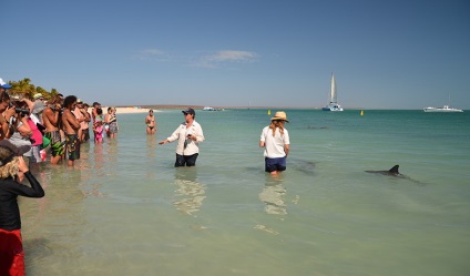 Terapia Dolphin, sau la plaja, care delfinii înoată până să se uite la oameni (delfin) Terapia Dolphin, sau la plaja, care delfinii înoată până să se uite la oameni