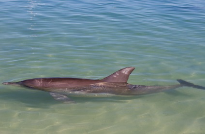 Terapia Dolphin, sau la plaja, care delfinii înoată până să se uite la oameni