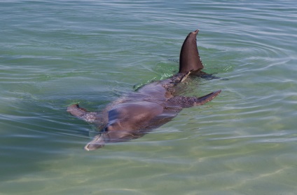 Terapia Dolphin, sau la plaja, care delfinii înoată până să se uite la oamenii (animale) Terapia Dolphin, sau la plaja, care delfinii înoată până să se uite la oameni