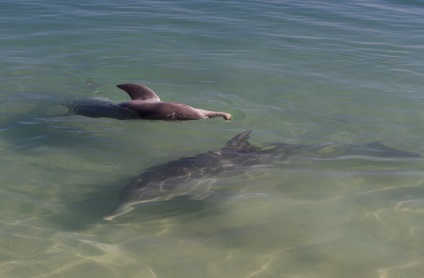 Terapia Dolphin, sau la plaja, care delfinii înoată până să se uite la oamenii (animale) Terapia Dolphin, sau la plaja, care delfinii înoată până să se uite la oameni