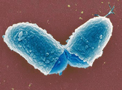 patogen difteriei, epidemiologie si patogeneza