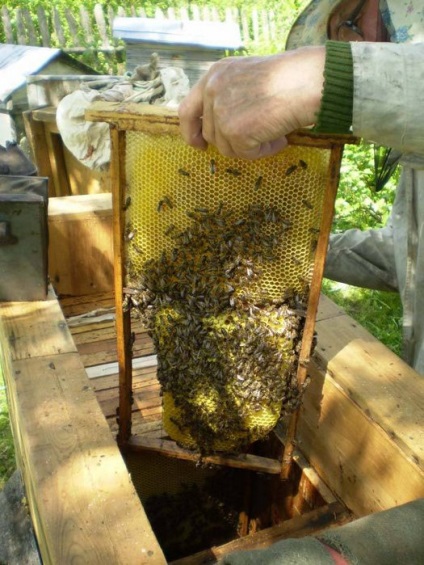 extracția mierii (extracție) extracția mierii