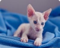 Sphynx - Descriere rasa (Sphynx) Sphynx - o descriere a rasei