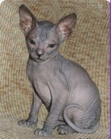 Sphynx - Descrierea speciei (descriere) Sphynx - o descriere a rasei