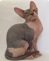 Sphynx - Descriere rasa (Sphinx) Sphynx - o descriere a rasei