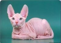 Sphynx - o descriere a rasei (rasa) Sphynx - o descriere a rasei