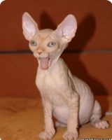 Sphynx - Descriere rasa (Sphinx) Sphynx - o descriere a rasei