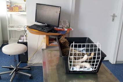 În cazul în care pisoi picior rupt - un blog despre sensul vieții și gestionarea acesteia (psihologie) În cazul în care pisoi picior rupt - un blog despre sensul vieții și gestionarea acesteia