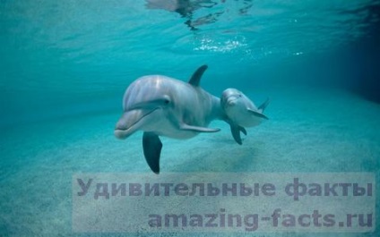 Date despre delfini (cele mai multe animale sălbatice delfini) Date despre delfini