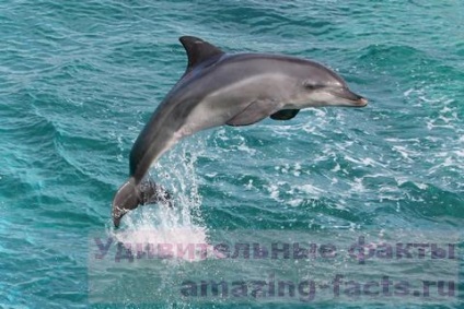 Date despre delfini (cele mai multe animale sălbatice delfini) Date despre delfini