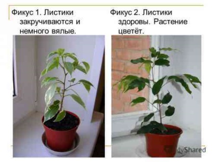 efect asupra Ficus uman (ficus) Impactul asupra Ficus umane