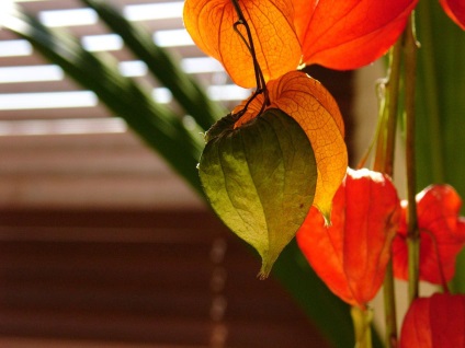 Physalis fotografie și specii, cultivarea și îngrijirea plantelor