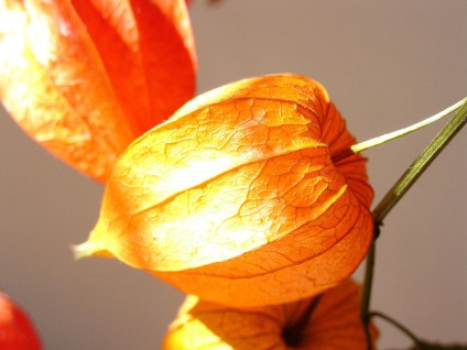 Physalis fotografie și specii, cultivarea și îngrijirea plantelor