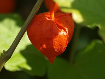 Physalis fotografie și specii, cultivarea și îngrijirea plantelor