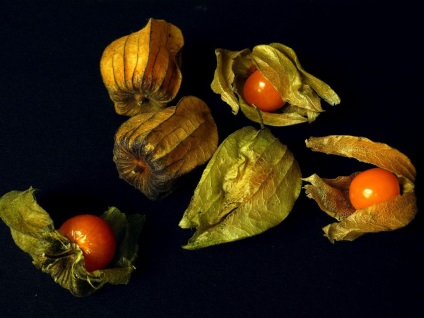 Physalis fotografie și specii, cultivarea și îngrijirea plantelor