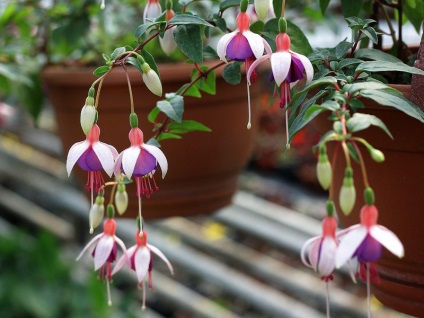 Fuchsia atârnare Downing îngrijirea plantelor în interior și în controlul gradina, fuchsia si boala (Fuchsia) Fuchsia atârnare Downing îngrijirea plantelor în interior și în grădină, boala fucsia si lupta cu ei