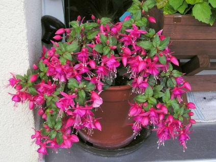 Fuchsia atârnare Downing îngrijirea plantelor în interior și în controlul gradina, fuchsia si boala (Fuchsia) Fuchsia atârnare Downing îngrijirea plantelor în interior și în grădină, boala fucsia si lupta cu ei