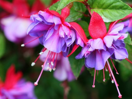 Fuchsia atârnare Downing îngrijirea plantelor în interior și în controlul gradina, fuchsia si boala (boala) Fuchsia atârnare Downing îngrijirea plantelor în interior și în grădină, boala fucsia si lupta cu ei