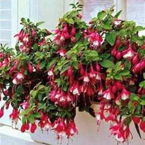 Fuchsia atârnare Downing îngrijirea plantelor în interior și în controlul gradina, fuchsia si boala (boala) Fuchsia atârnare Downing îngrijirea plantelor în interior și în grădină, boala fucsia si lupta cu ei