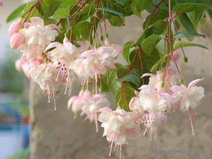 Fuchsia atârnare Downing îngrijirea plantelor în interior și în controlul de grădină, fucsia și boală (condiții) Fuchsia atârnare Downing îngrijirea plantelor în interior și în grădină, boala fucsia si lupta cu ei