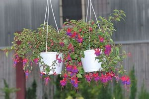 Fuchsia atârnare Downing îngrijirea plantelor în interior și în controlul gradina, fuchsia si boala (interior) Fuchsia atârnare Downing îngrijirea plantelor în interior și în grădină, boala fucsia si lupta cu ei