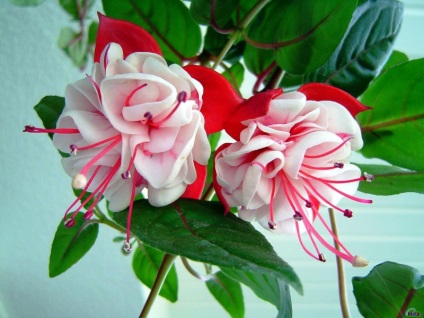 Fuchsia atârnare Downing îngrijirea plantelor în interior și în grădină, fucsia și de control al bolii (ampelnye Fuchsia) Fuchsia atârnare Downing îngrijirea plantelor în interior și în grădină, boala fucsia si lupta cu ei