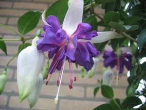 Fuchsia atârnare Downing îngrijirea plantelor în interior și în controlul gradina, fuchsia si boala (boala) Fuchsia atârnare Downing îngrijirea plantelor în interior și în grădină, boala fucsia si lupta cu ei