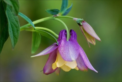 Gradinarit, cum să planteze și să crească semințele de Aquilegia