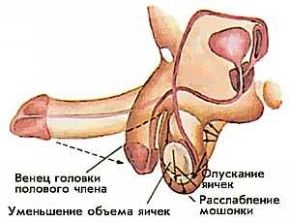 Hipogonadismul la barbati cauze si tratament