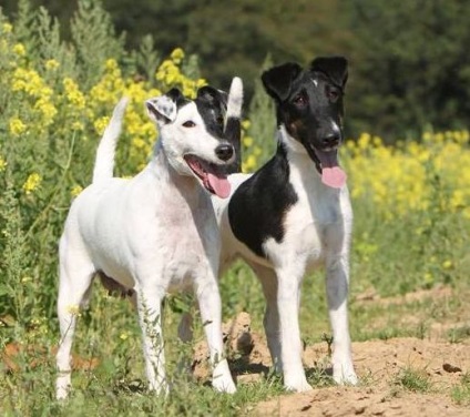 Smooth fotografii fox terrier, videoclipuri, descriere rasa, natura (Fox Terrier) Smooth fotografii fox terrier, videoclipuri, descriere rasa, caracter