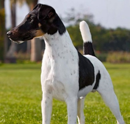 fotografii Smooth Fox terrier, videoclipuri, descriere, rasa de caractere (strat neted) Smooth fotografii fox terrier, videoclipuri, descriere rasa, caracter