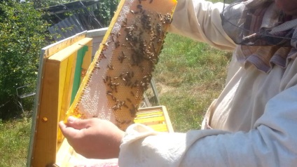 mită șefi de albine ({tag}) mită șefi de albine