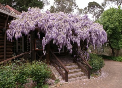 Wisteria (43 poze) îngrijire și cultivare în Rostov, Leningrad, Siberia, China,