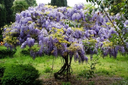 Wisteria (43 poze) îngrijire și cultivare în Rostov, Leningrad, Siberia, China,