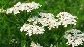 Clove Spice (Carnation) cuișoare condiment