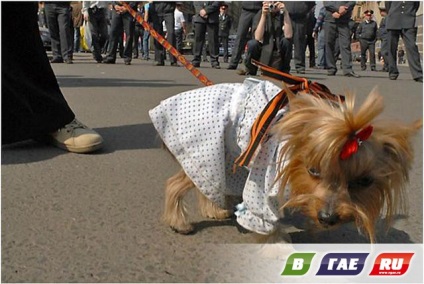 Cum să poarte o bandă Sf. Gheorghe (bandă) Cum să poarte o bandă St. George