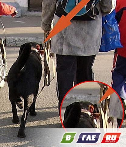 Cum să poarte o bandă Sf. Gheorghe (Sf. Gheorghe) Cum să poarte o bandă St. George