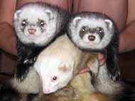 Cum de a alege un dihor - dihorii city - dihori și alte mustelidelor (dihori) Cum de a alege un dihor - dihorii city - dihori și alte mustelidelor