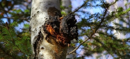 Brewing mesteacan Chaga