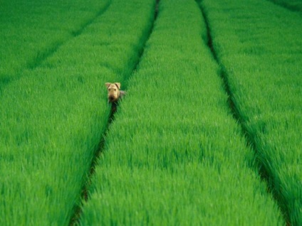 De ce vis de o culoare verde (ce) Ce vis verde