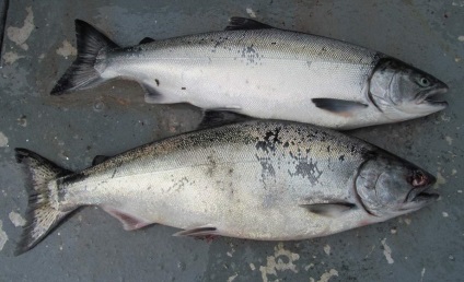 Coho Silver Salmon